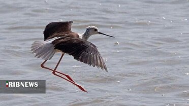 میزبانی ۱۸ سایت آبگیر لرستان از پرندگان مهاجر