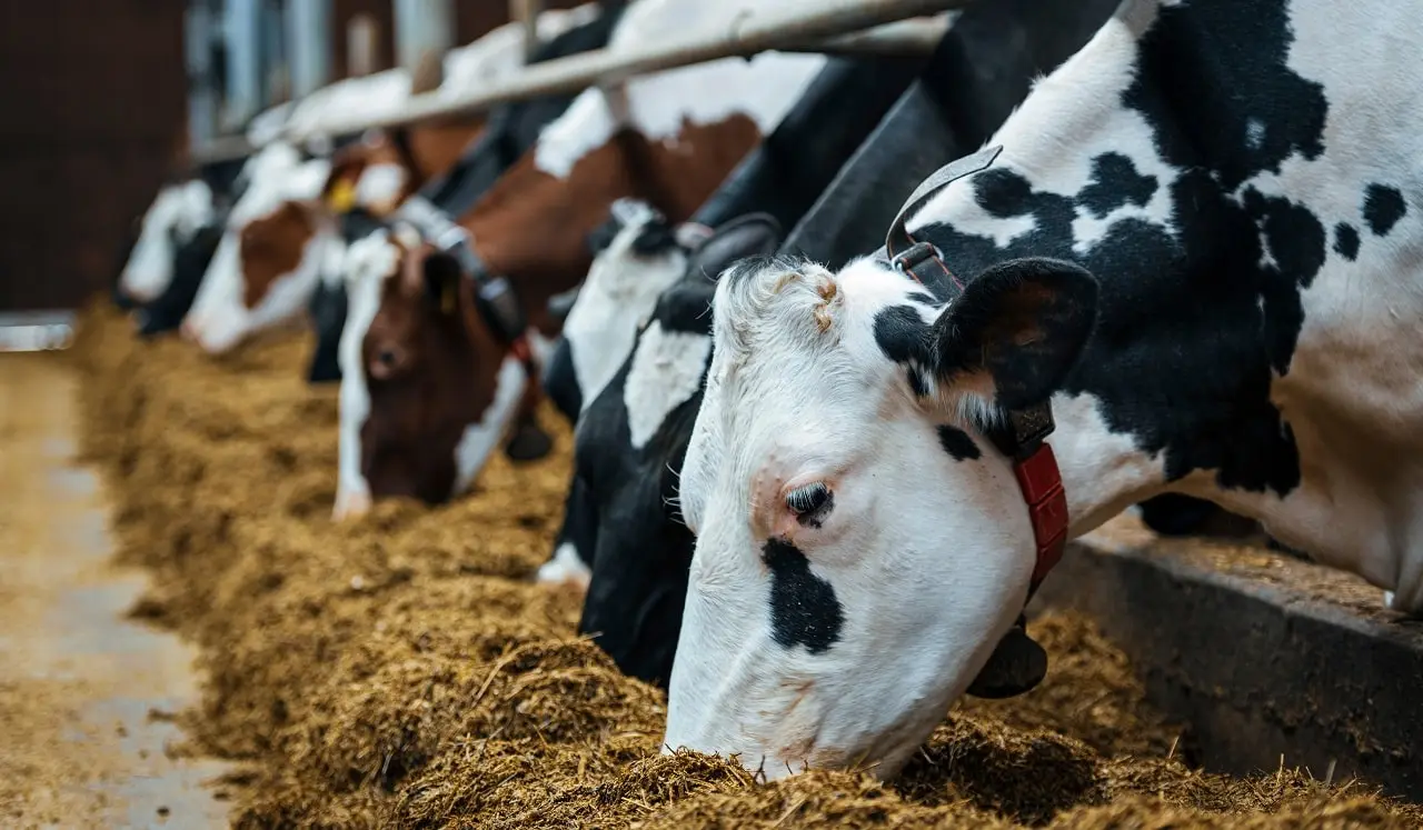 خوراک دام در گرو سودجویی یک شبکه محدود