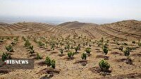 جنگل‌های زاگرس با یک میلیارد درخت جدید احیا می‌شوند