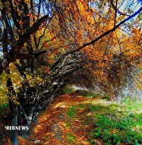 هزار رنگ پائیزی در کوچه‌باغ‌های بروجرد