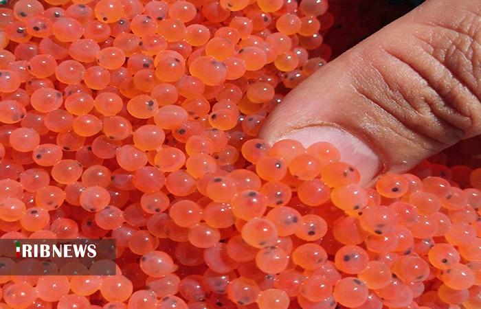 ندای لرستان