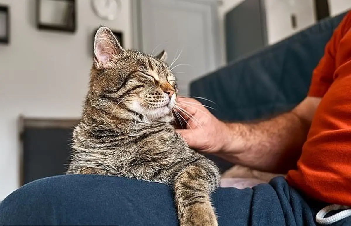 یک پژوهش نشان داد؛ گربه‌ها به مردها علاقه بیشتری دارند