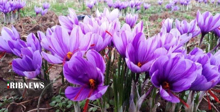 ندای لرستان