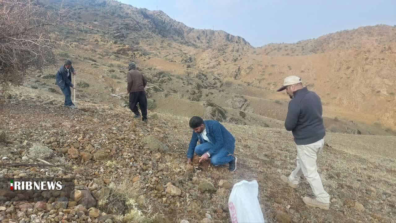 کاشت بلوط در ارتفاعات مخملکوه لرستان