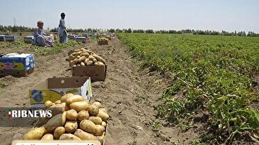 برداشت بیش از ۲۴۶ هزار تن سیب‌زمینی در لرستان