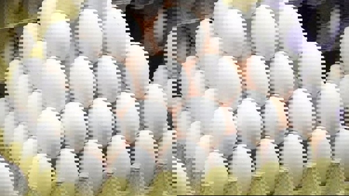 وقتی «گرانی» شانه‌به‌شانه «تخم‌مرغ» می‌زند