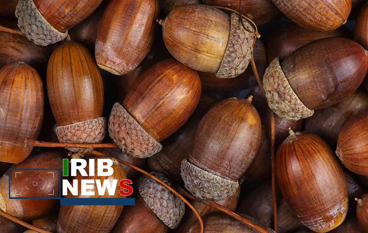 توقیف کامیون حامل ۳ تن بذر بلوط فاقد مجوز در خرم آباد