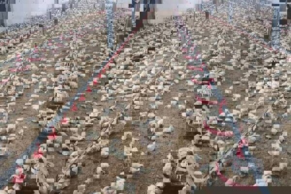 جوجه‌ریزی در واحدهای مرغ گوشتی لرستان ۱۵ درصد افزایش یافت