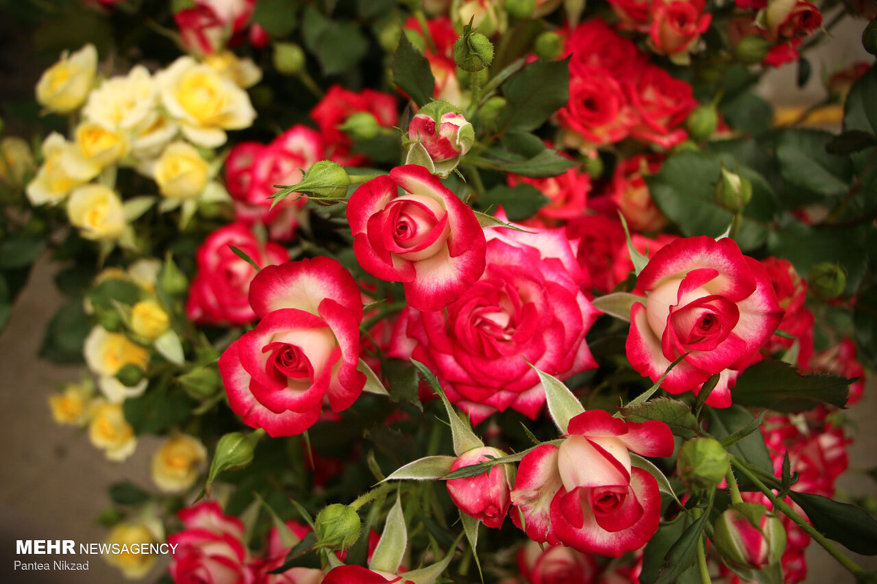 سالانه بیش از ۳۹ میلیون شاخه گُل در لرستان برداشت می‌شود