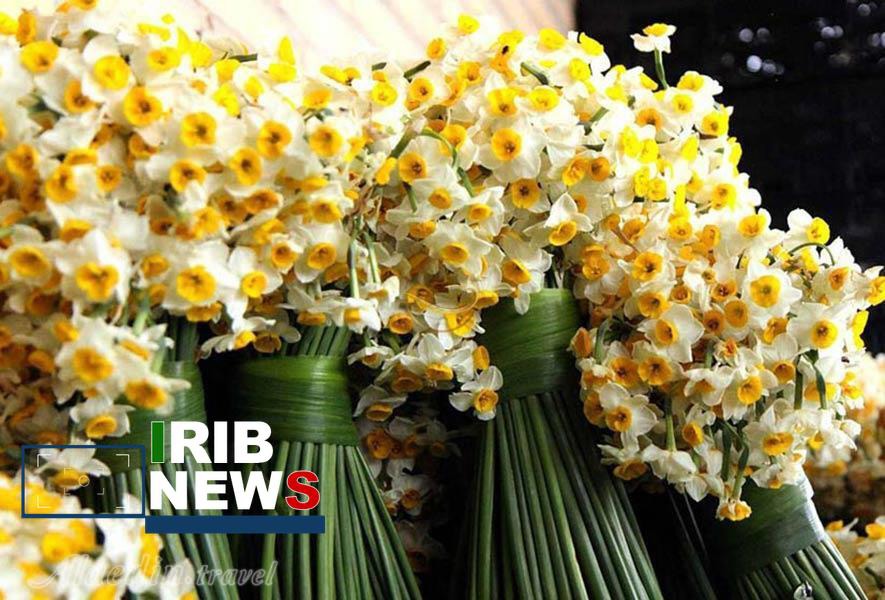 برداشت سالانه ۳۹ میلیون شاخه گل زینتی در لرستان