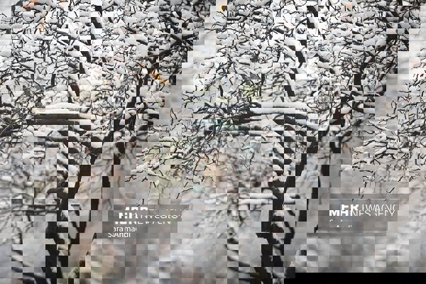 بارش برف در نورآباد