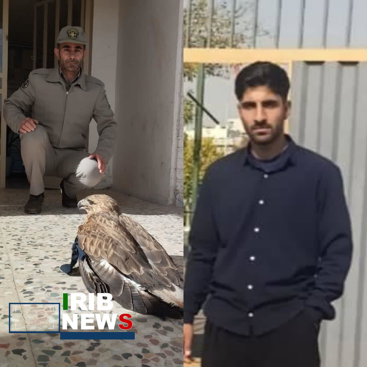 تحویل یک بهله پرنده شکاری به محیط زیست چگنی
