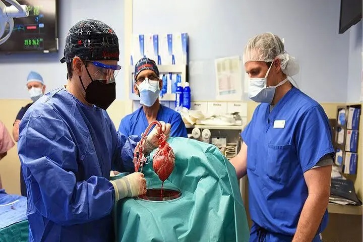 پیوند اندام خوک می‌تواند روزی از پیوند اندام انسانی پیشی بگیرد