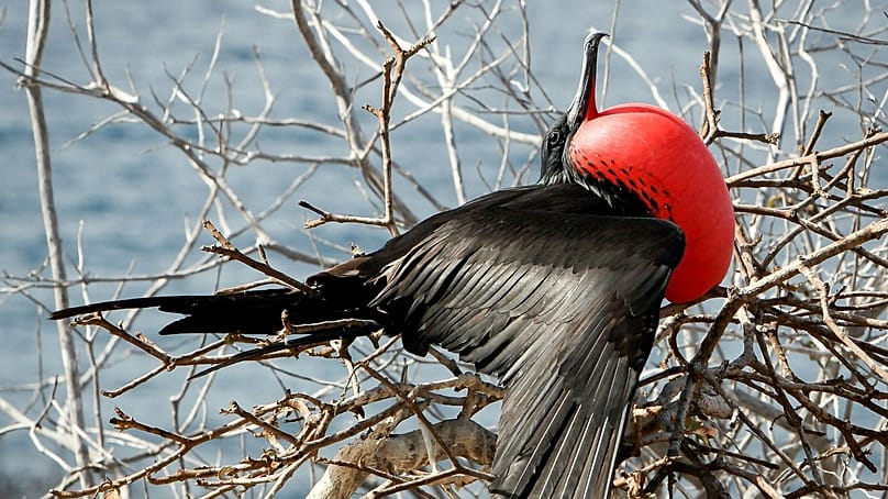 ندای لرستان