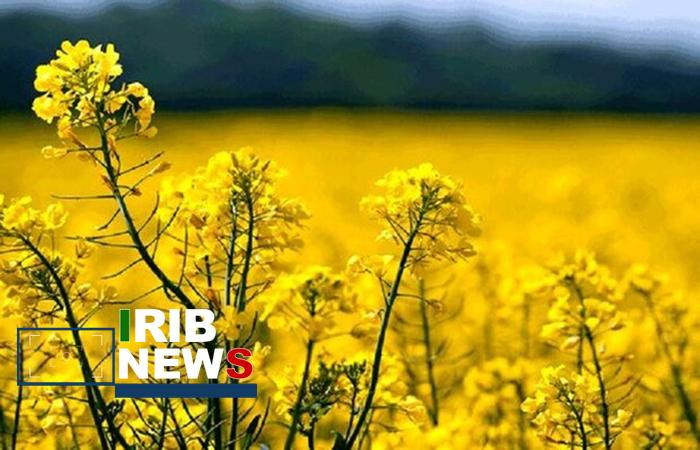 ندای لرستان