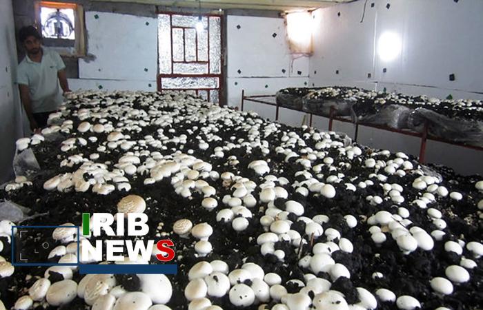 ندای لرستان