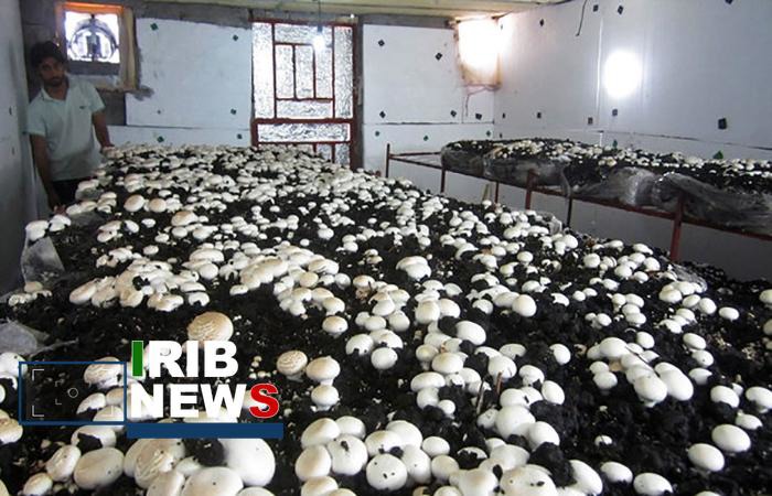 تولید سالانه ۱۵۵ تن قارچ خوراکی در بروجرد