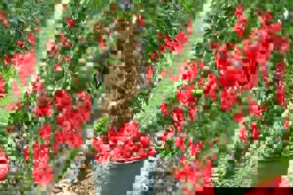 بروجرد مستعد احداث و گسترش کشت‌های گلخانه‌ای است