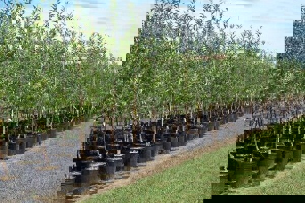 راه‌اندازی ۷ نهالستان در لرستان