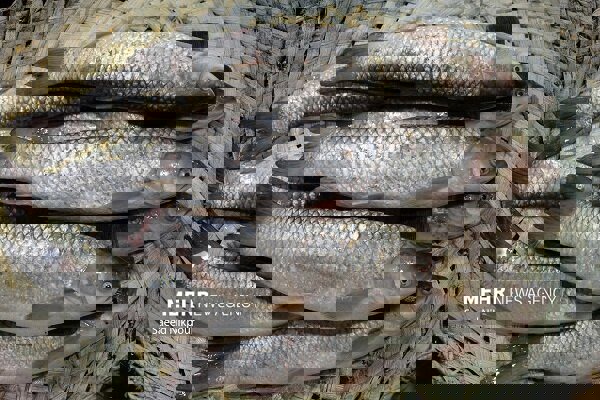 لرستان؛ مهد ماهیان سردابی و آینده خاویار ایران