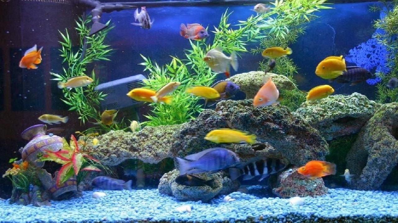 ندای لرستان