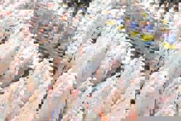 توزیع روزانه ۲۴۲ تن گوشت مرغ در بازار لرستان