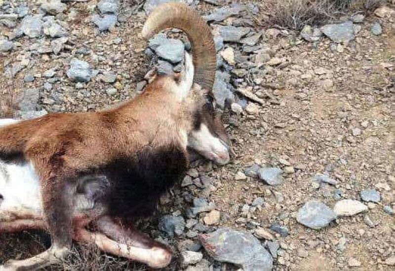 کشف ۶۳۲ تخلف زیست‌محیطی در لرستان