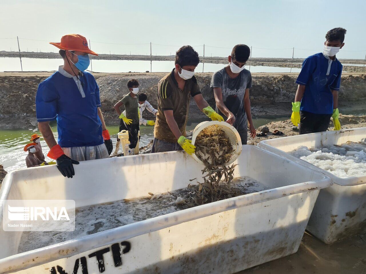 ۱۴۲ تن به ظرفیت تولید آبزیان در لرستان افزوده شد