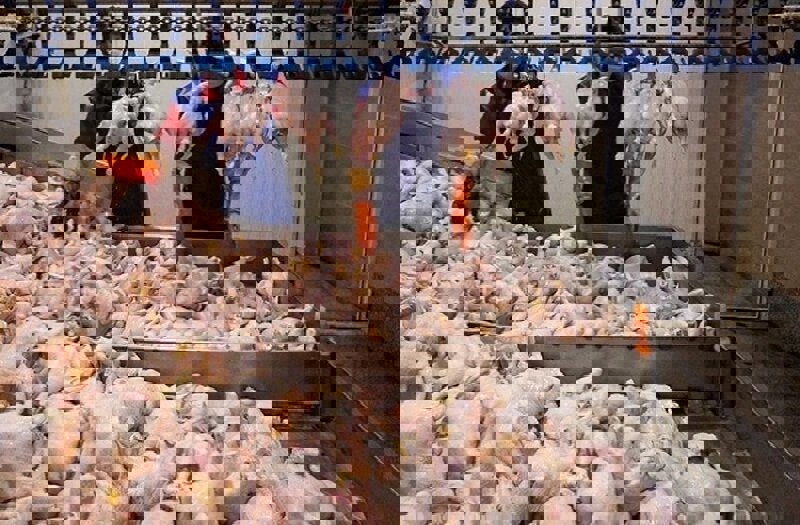 افزایش تولید گوشت مرغ در لرستان با توسعه واحدهای پرورشی