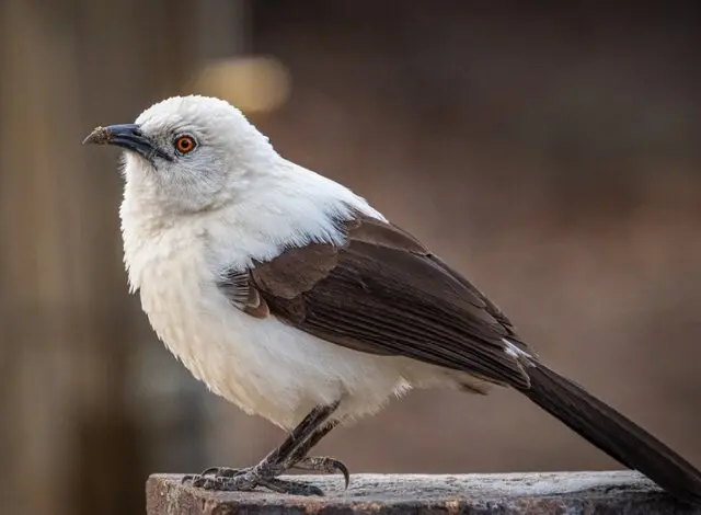 ندای لرستان