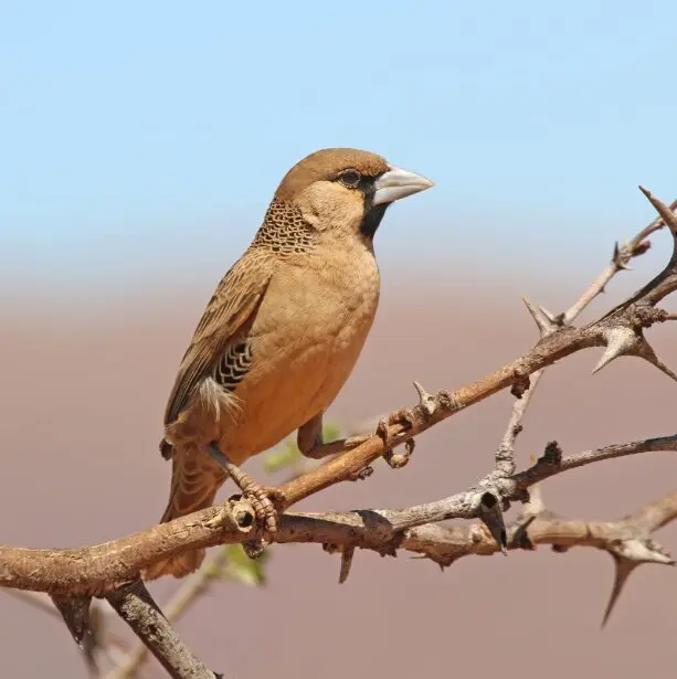 ندای لرستان