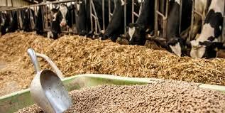 ندای لرستان