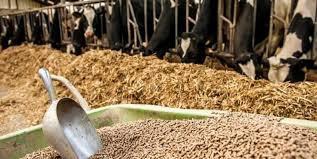 کشف بیش از چهار تن مکمل غیر مجاز دامی در الیگودرز