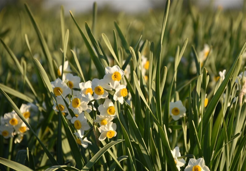 ندای لرستان