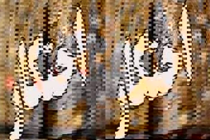 کشف انبار احتکار ۳۰ میلیاردی مواد غذایی غیرمجاز در خرم‌آباد