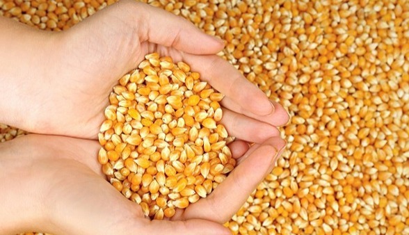 ۷ هزار تن بذر هیبرید ذرت به دست کشاورزان می‌رسد