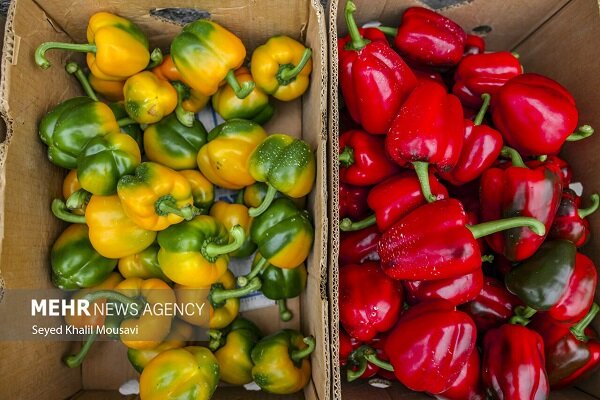 ندای لرستان