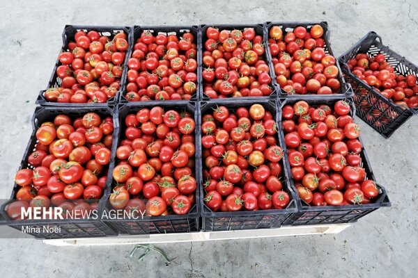 ندای لرستان