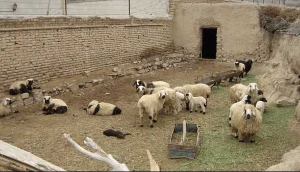 آغاز طرح ملی افزایش تولید در واحدهای دامداری لرستان