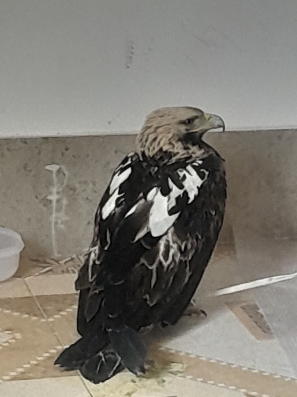 ندای لرستان