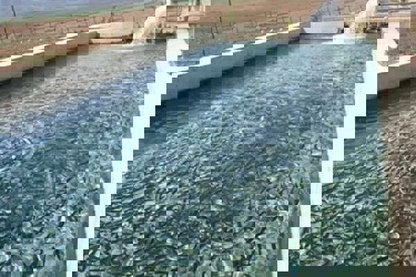 افتتاح کارگاه تولید و تکثیر بچه‌ماهی «سیوله» ازنا تا پایان سال