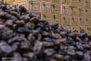 رشید فرخی: متوسط مصرف خرما برای هر ایرانی ۷ کیلو شد