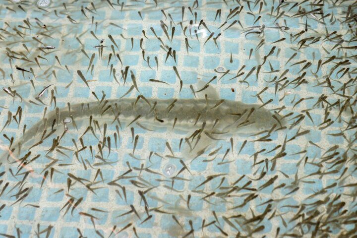 افتتاح کارگاه تولید و تکثیر بچه‌ماهی «سیوله» ازنا تا پایان سال