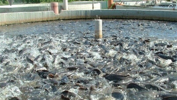 تولید بیش از هشت هزار تن ماهی در الیگودرز