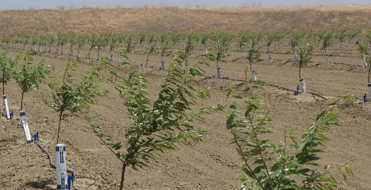کاشت نهال بادام و زیتون در زمین‌های شیب‌دار لرستان