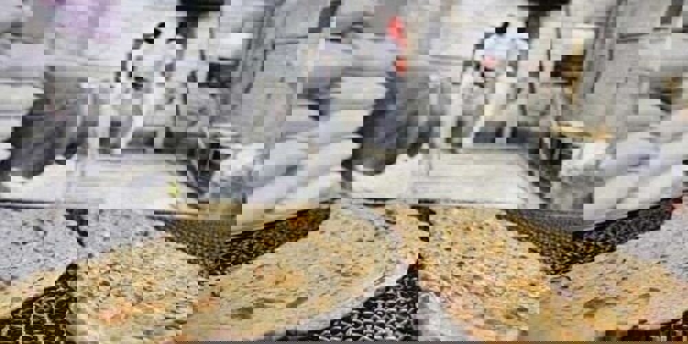 تشکیل ۲۵ پرونده تعزیراتی برای نانوایی‌های متخلف کوهدشت