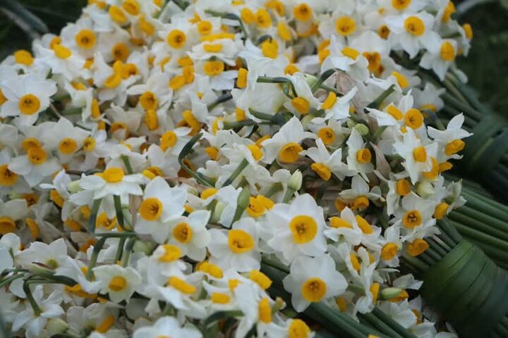 ندای لرستان