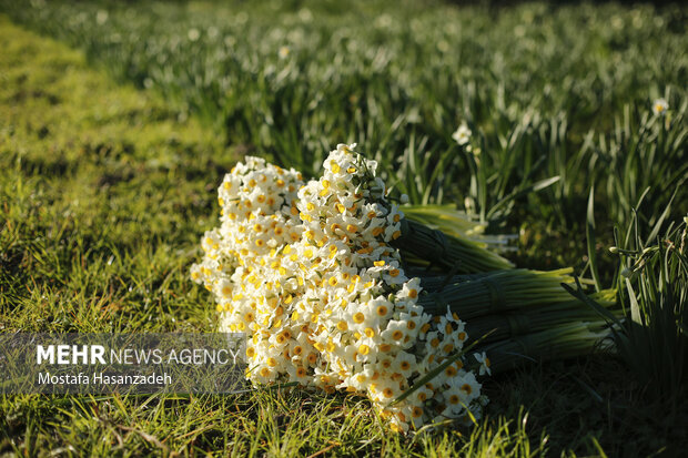 ندای لرستان