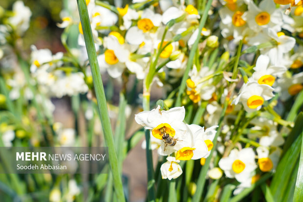 ندای لرستان