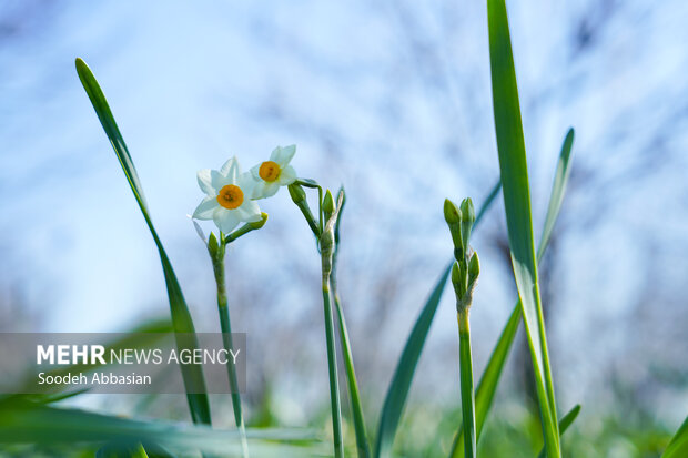ندای لرستان